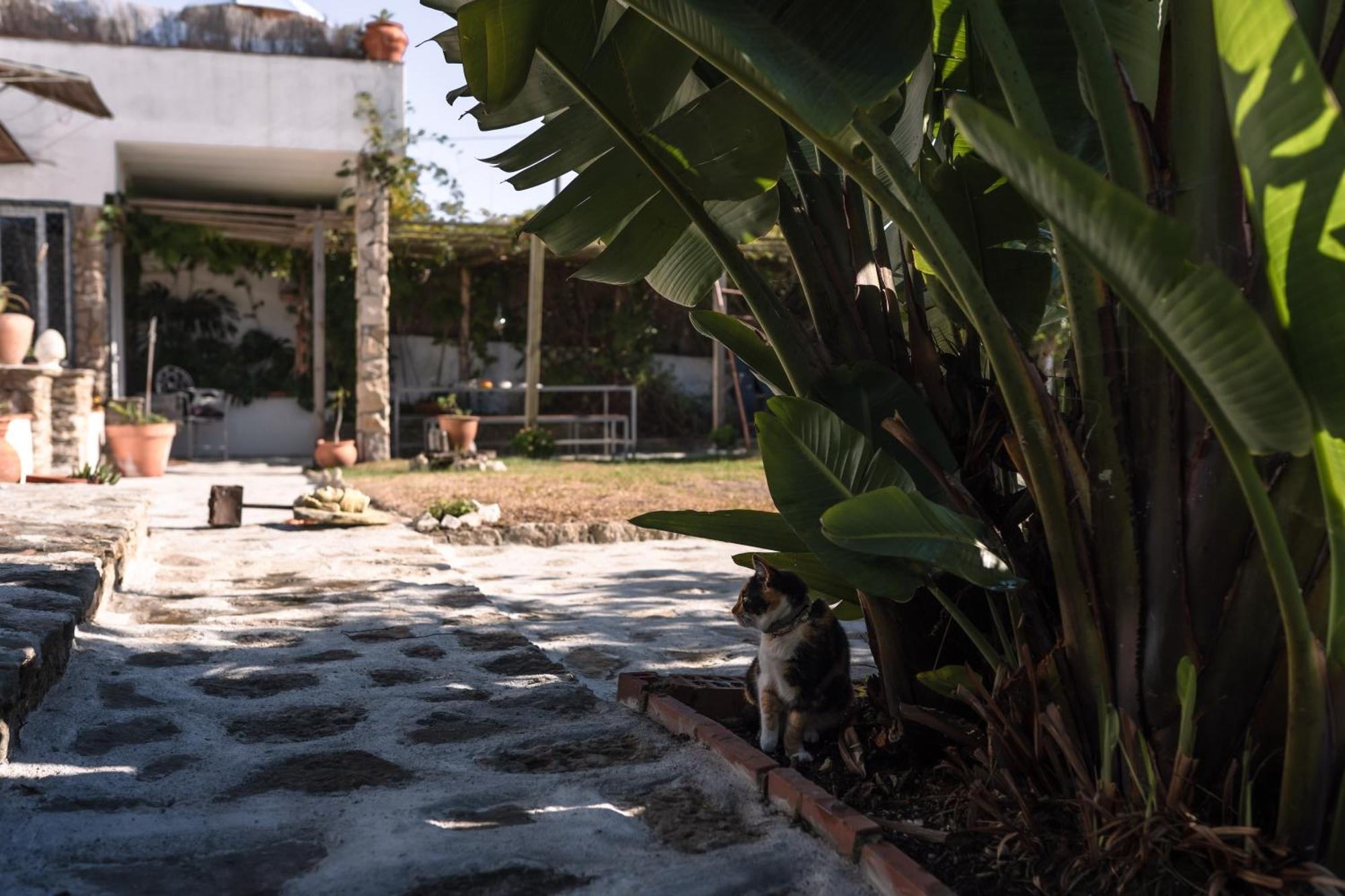 Ferienwohnung João Jungle Acafora Exterior foto